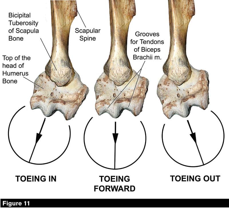 bicipital-groove-of-humerus-in-horse