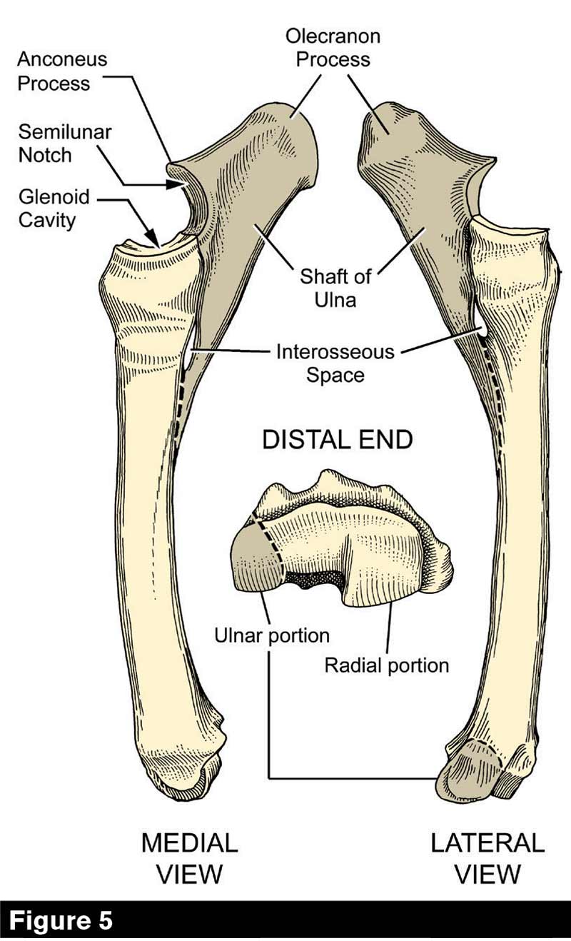 Radiusulna Horse Olecranon Tuber Styloid Process Ante - vrogue.co