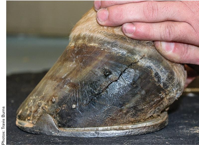 Patching Hoof Wall Cracks with Composite Materials