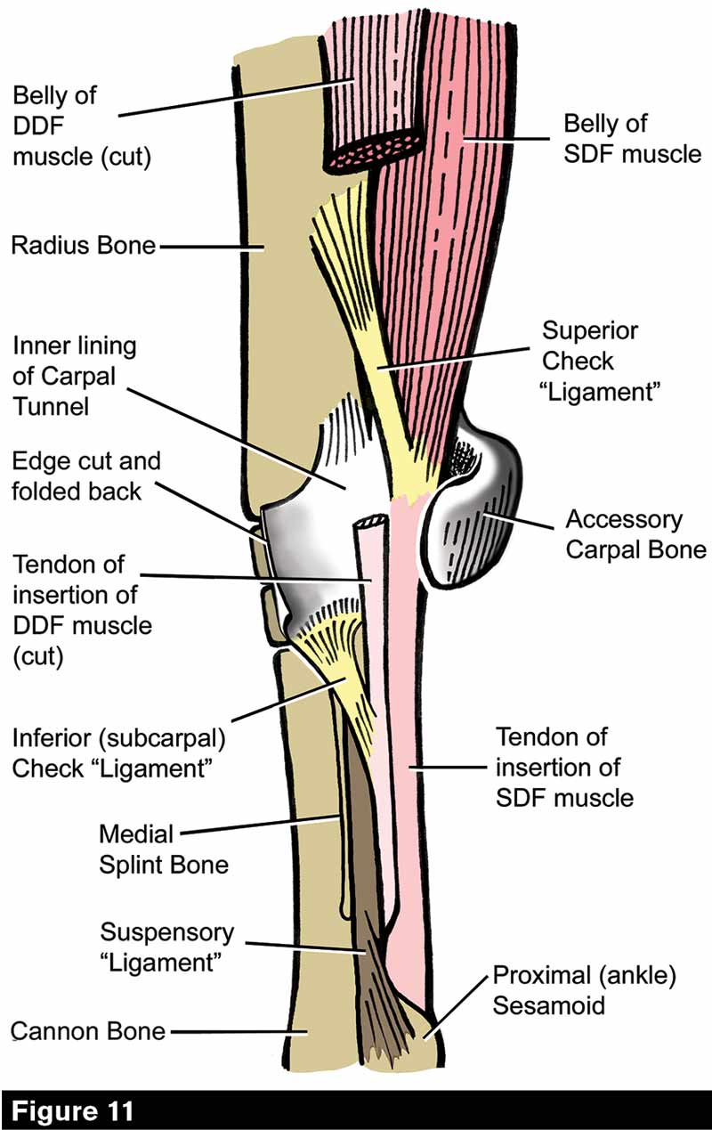 Carpals Of Horse Diagram