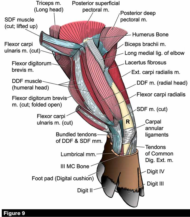 bicipital-groove-of-humerus-in-horse