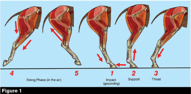How Hind End Geometry Improves Performance and Balance
