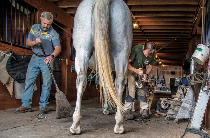 farriers Dave Werkiser (left) and Jason Hillman (right) work together to shoe a horse.