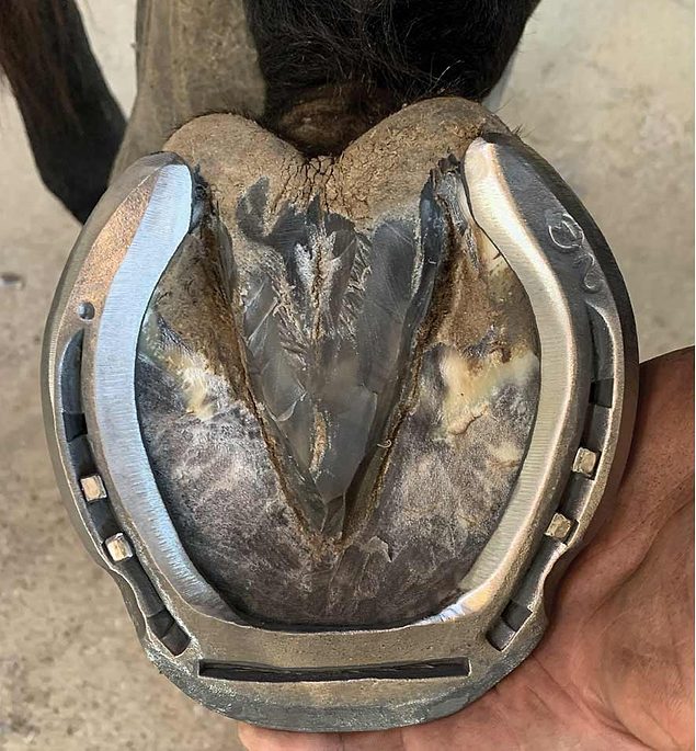 6 Keg Shoe Modifications that Save You Money