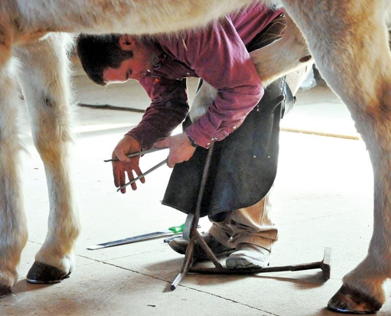 How To Become A Farrier In Ohio