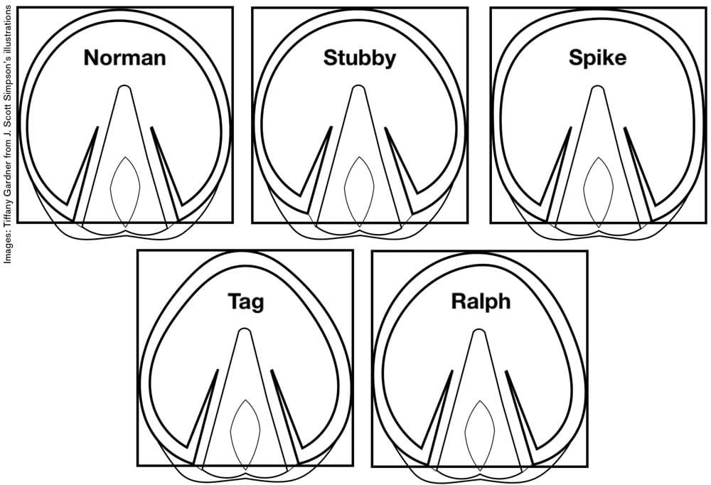 Tips for Recognizing and Creating Equine Hoof Shapes