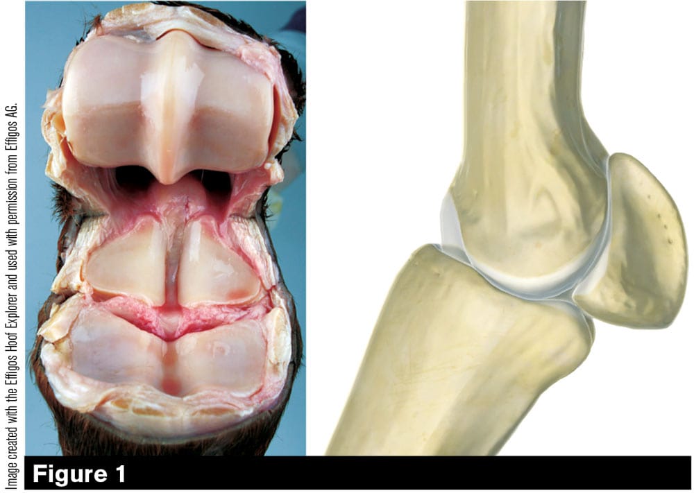 Anatomical Knowledge Is The Foundation To Understanding Biomechanics American Farriers Journal
