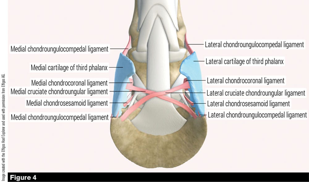 Distal Interphalangeal Joint Horse