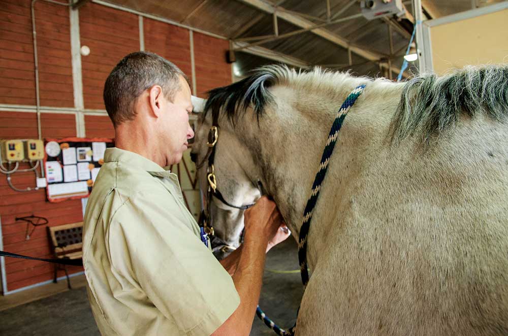 Farriers Should Not Sedate Clients’ Horses