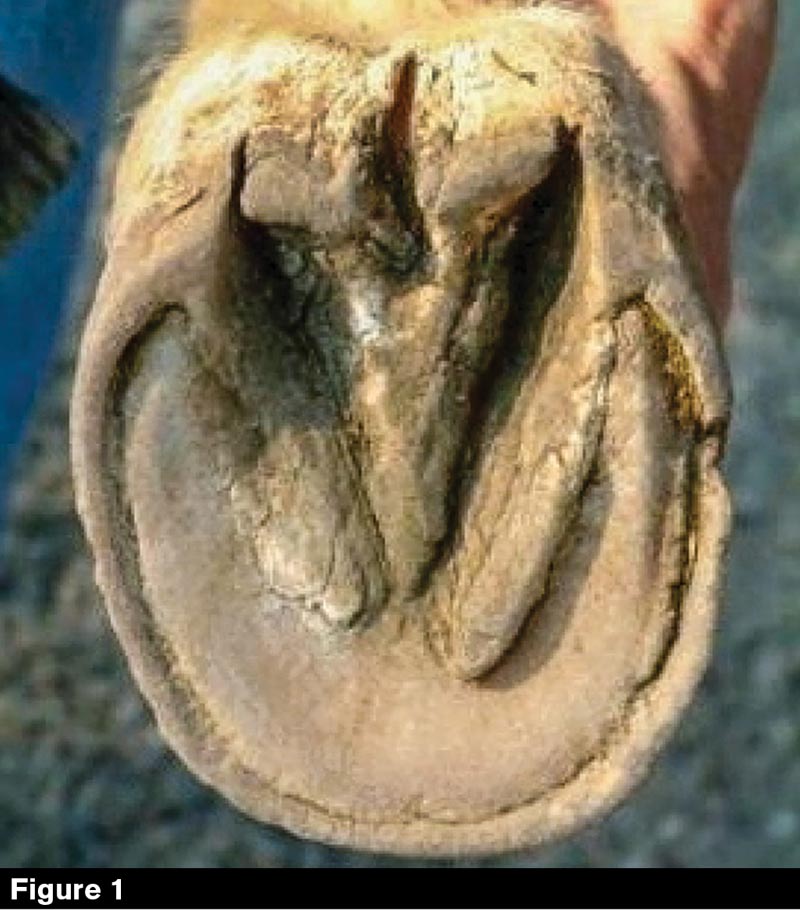 The Importance of Properly Trimming the Bars in Horses Feet