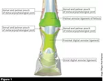 F1_Anatomy