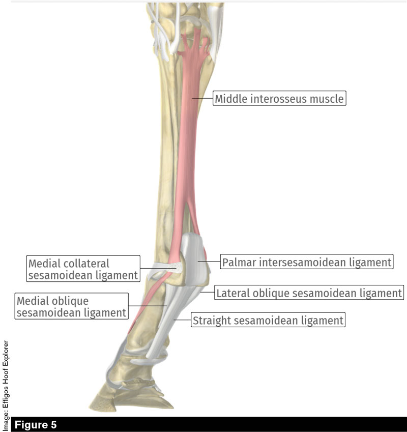 Annular Ligament Horse