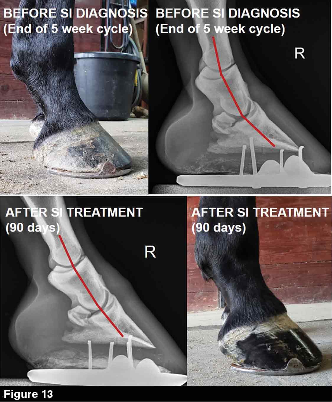 Sacroiliac Joint Exercises Horses