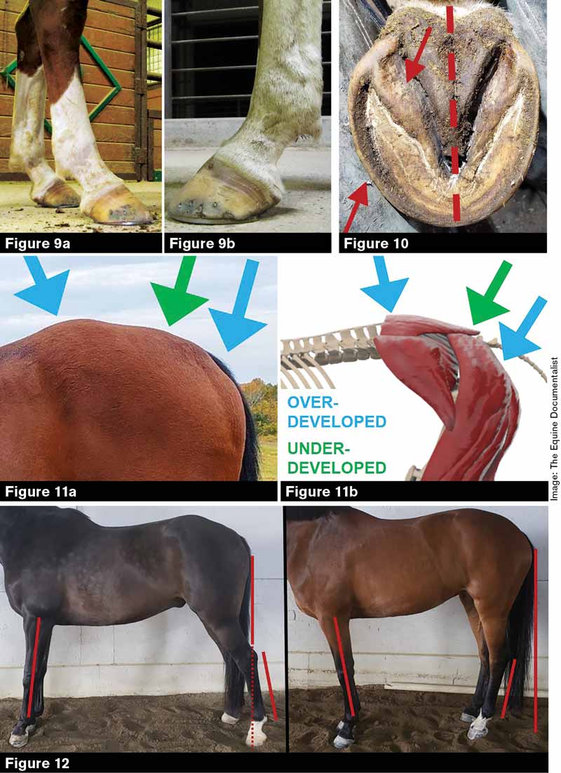 Identifying Sacroiliac Distress in Horses