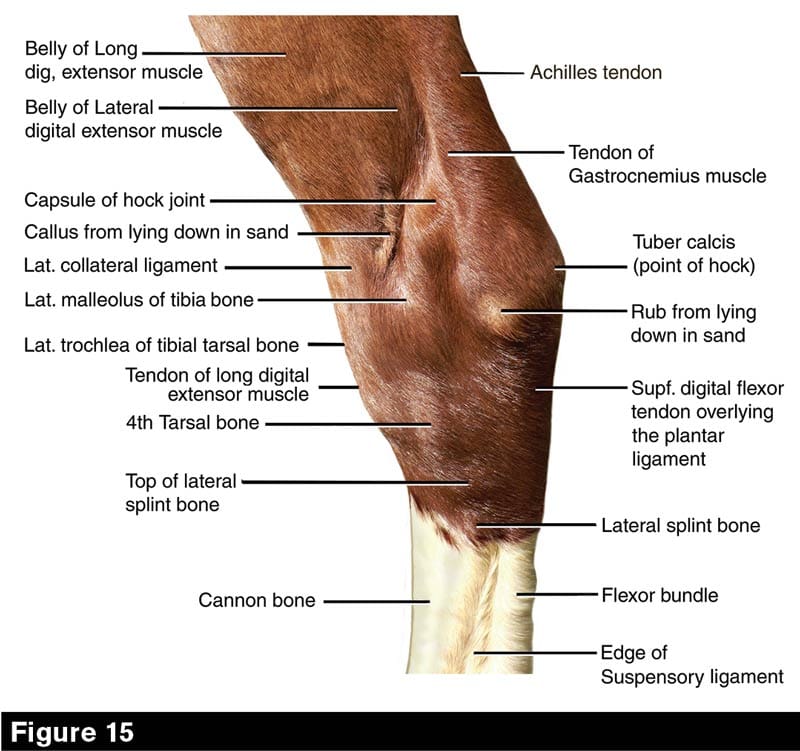 Hock Provides the Horse Thrust Under Immense Strain