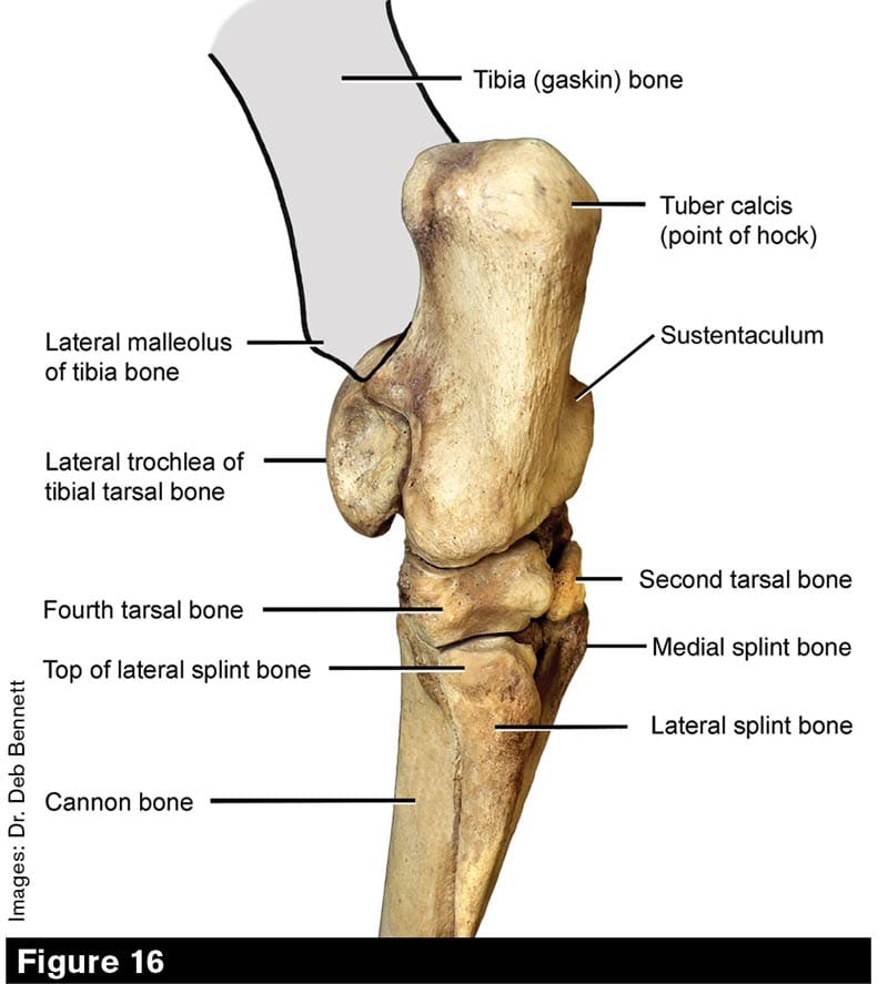 Hock Provides the Horse Thrust Under Immense Strain
