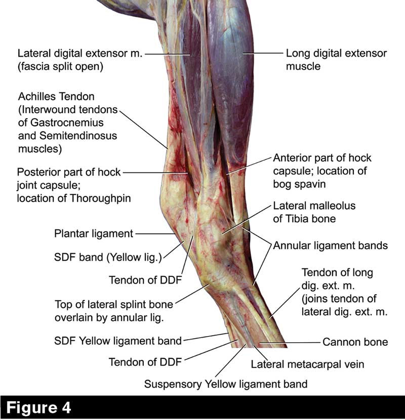 Hock Provides the Horse Thrust Under Immense Strain