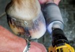 Buffing Hoof Wall with power drill