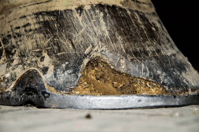 How to Prevent and Treat White Line Disease in Horses