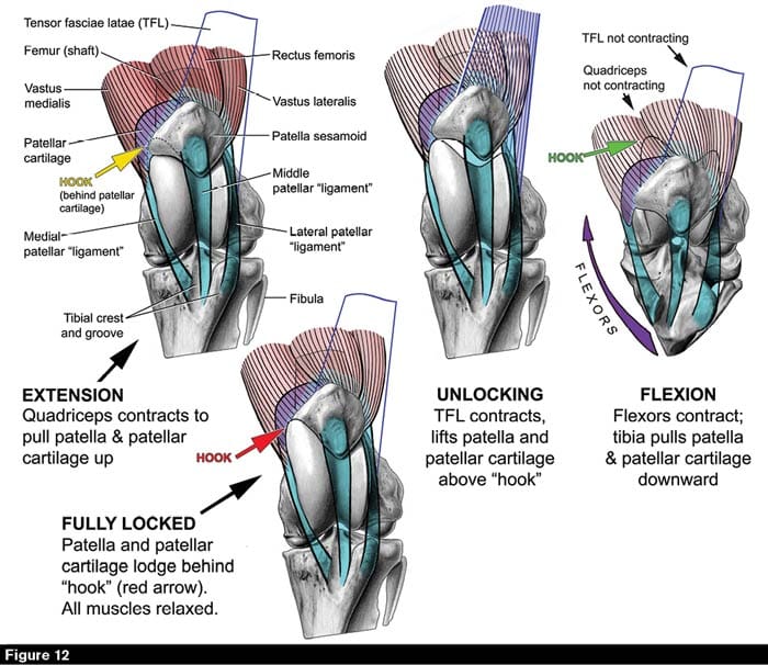 Horse’s Stifle Anatomy Integral for Rest and Snoozing While Standing
