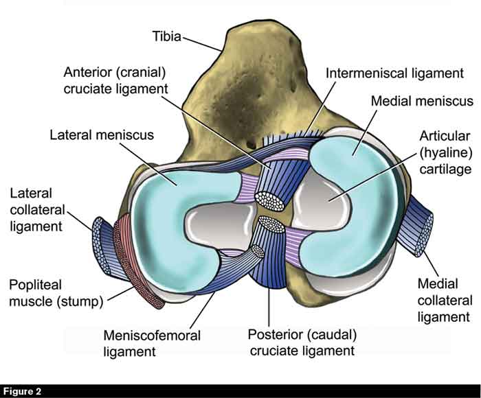 Horse’s Stifle Anatomy Integral for Rest and Snoozing While Standing