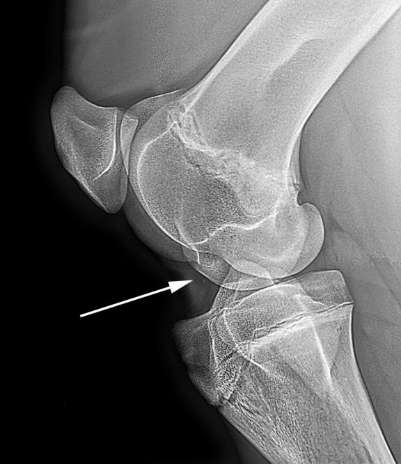 Digital X-ray of left stifle joint in lateral view