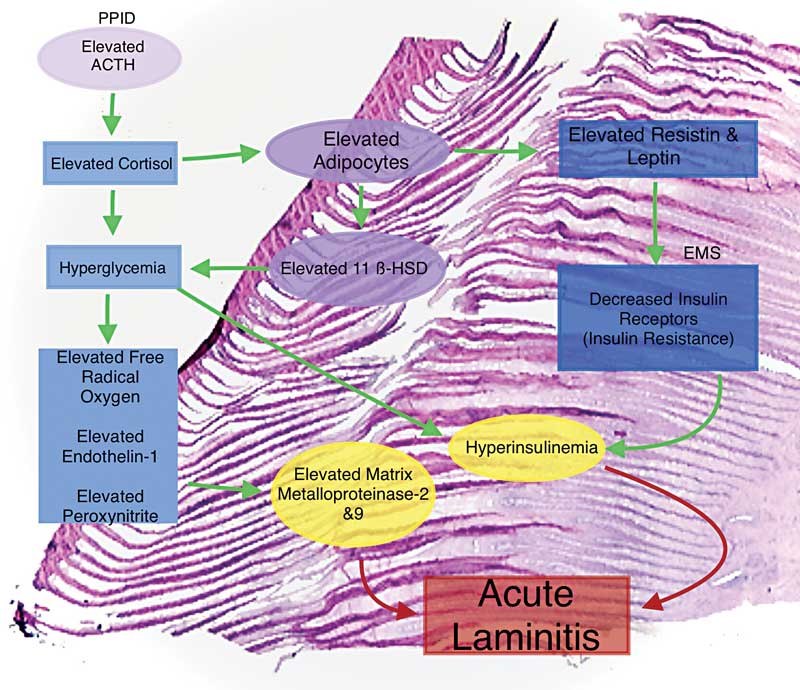 Flow Chart of acute laminitis in horses 