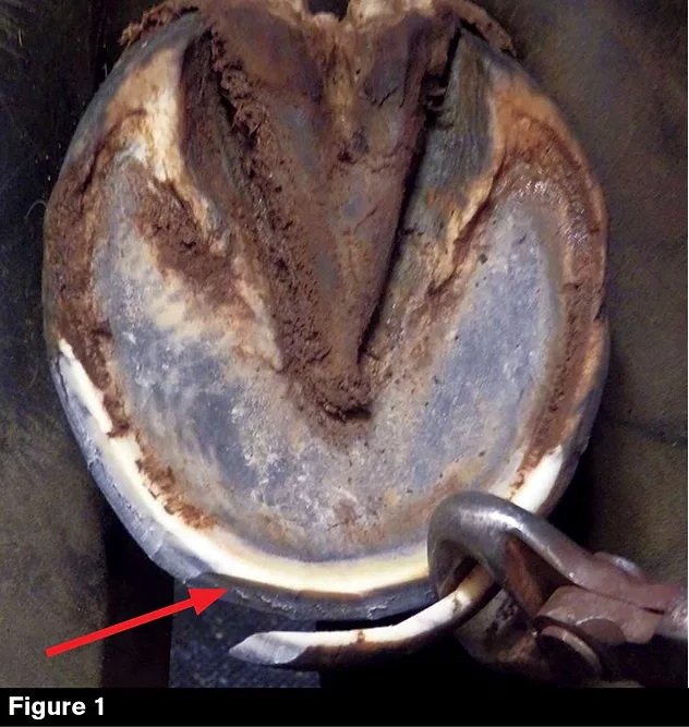 OGrady trimming photo diagram