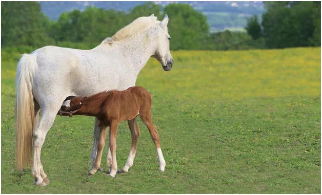 Grass Foot Foal