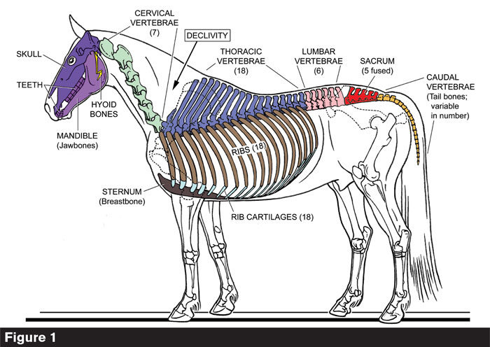 How the Horse Exchanges Energy in its Hind Limb