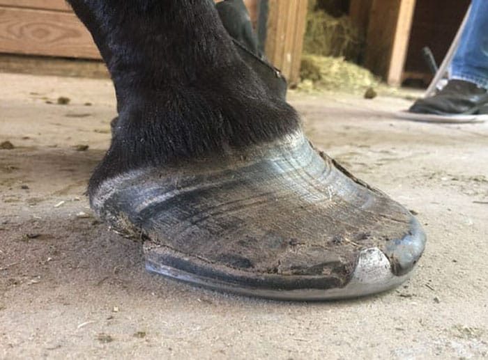 How to Identify and Rehabilitate Compromised Horses’ Feet