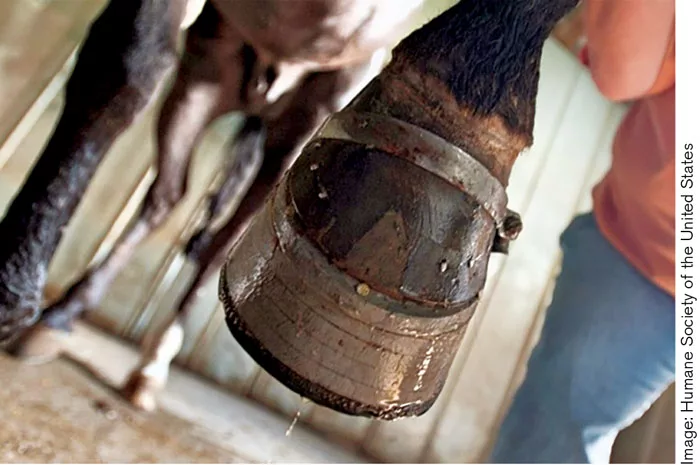 horse-soring.jpg