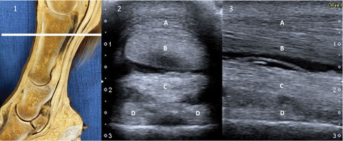 Ultrasound-as-Part-of-the-Diagnostic_Leadart.jpg