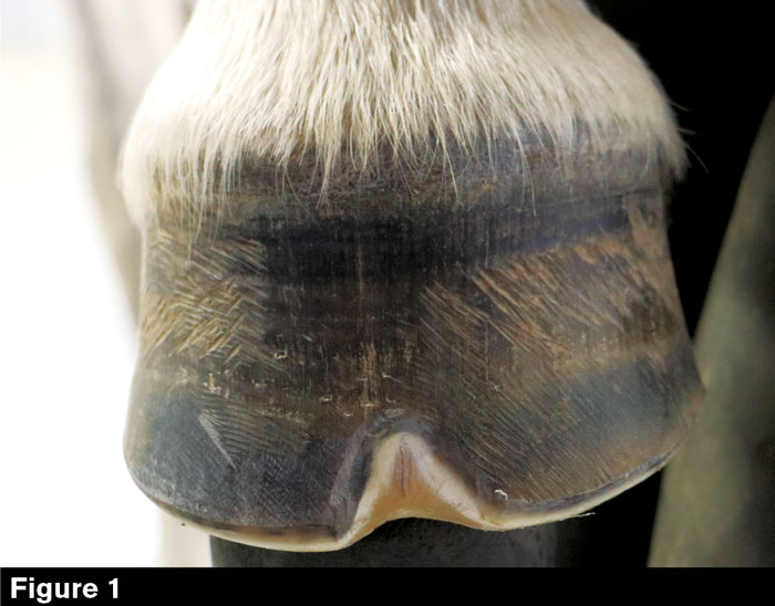 Hoofwall-Burns-Fig-1.jpg