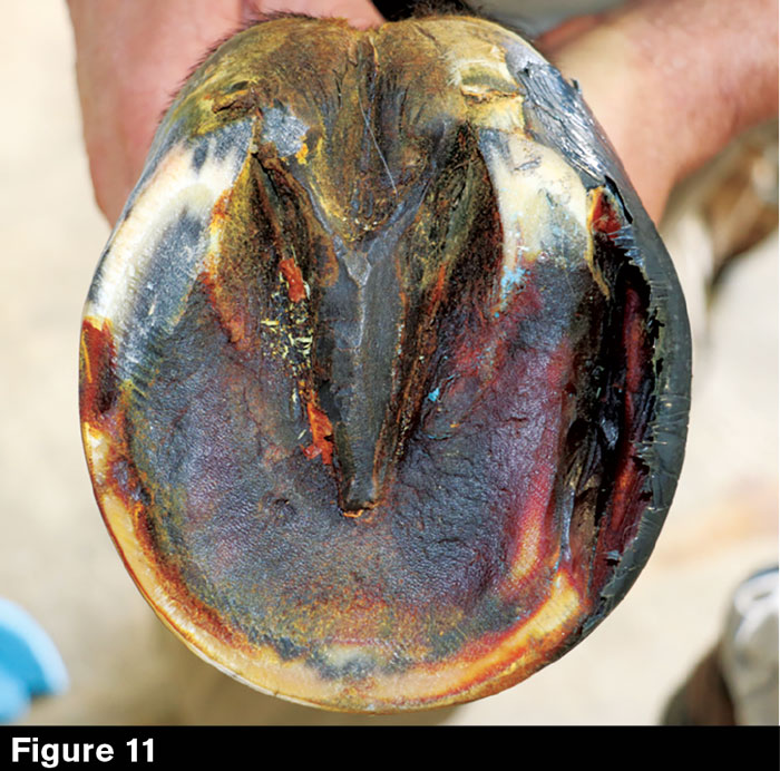 Hoofwall-Burns-Fig-11.jpg