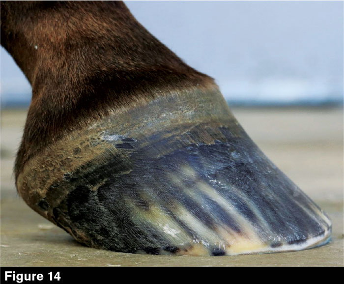 Hoofwall-Burns-Fig-14.jpg