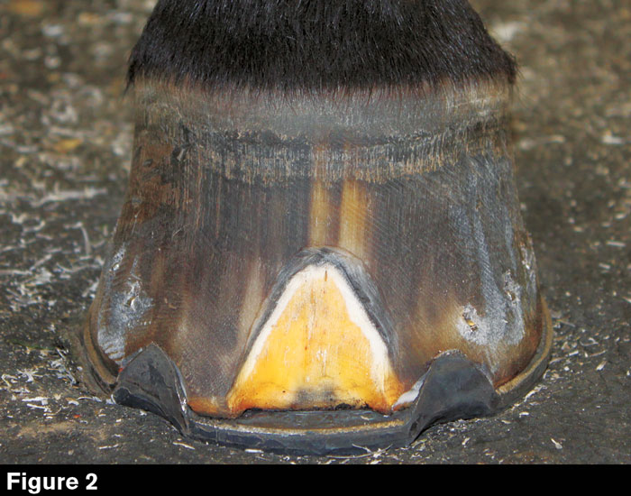 Hoofwall-Burns-Fig-2.jpg