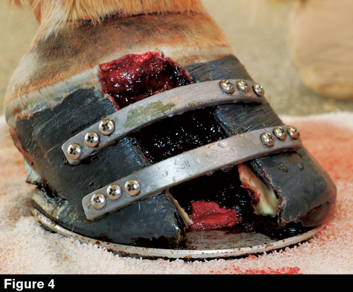 Hoofwall-Burns-Fig-4.jpg