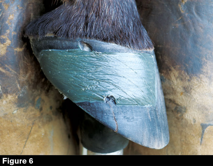 Hoofwall-Burns-Fig-6.jpg