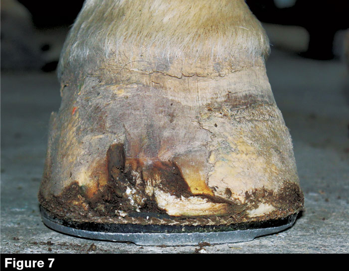 Hoofwall-Burns-Fig-7.jpg