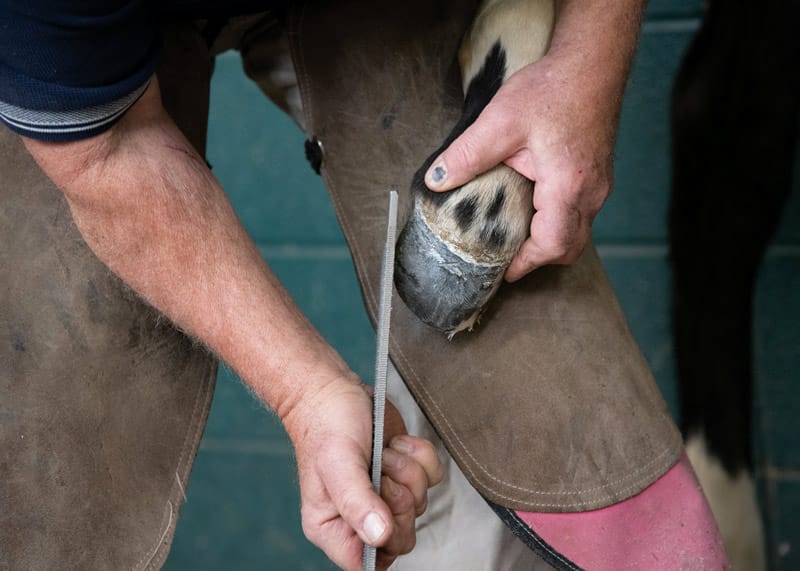 Mineral Content in Foal Hoof Composition