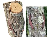 Old-Growth-Whats-this.jpg Old-Growth-Whats-this.jpg