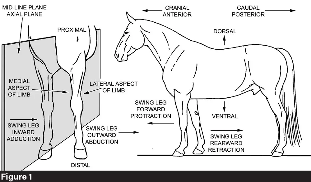 How Straightness Affects the Equine 【KoG49様専用】Horse How Straightness Affects the Equine 【KoG49様専用】Horse