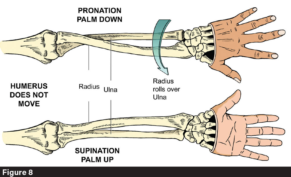 How Straightness Affects the Equine Hoof