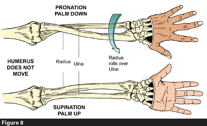 How Straightness Affects the Equine Hoof