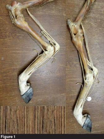 Skeleton-Joints-Figure-1.jpg