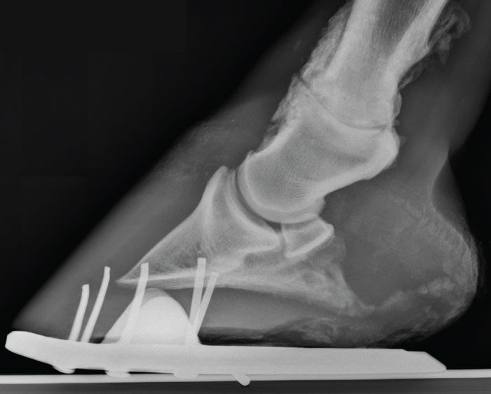 Teamwork is Critical in Equine Ringbone Cases