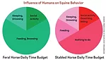 Influence-of-Humans-on-Equine-Behavior.jpg