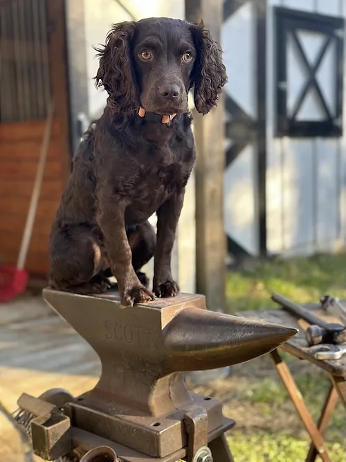 Berkeley march dog.jpeg