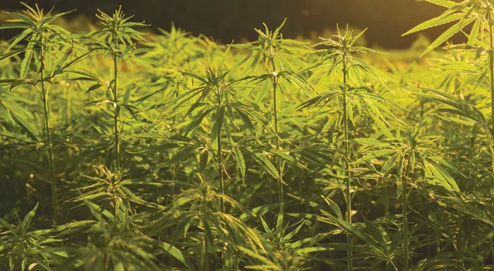 Hemp-for-Horses-EP_AFJ_0425.jpg